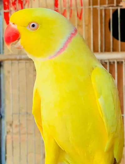 BirDs LøveR