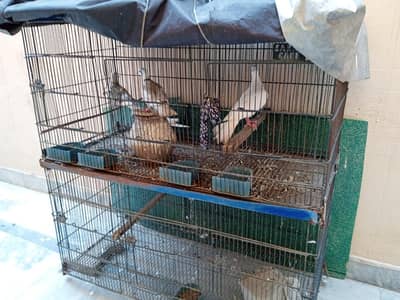 dove (khumre)