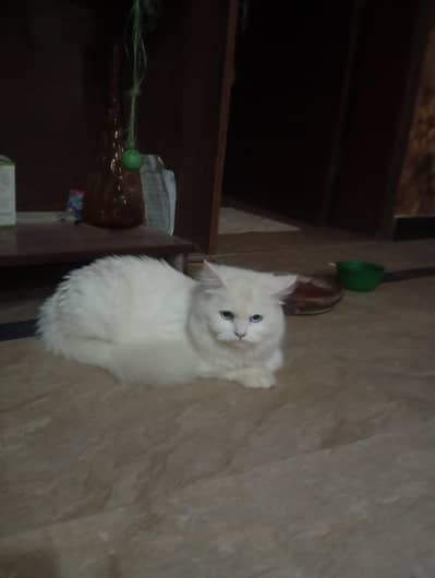 White Persian Cat Long soft hairs for Sale