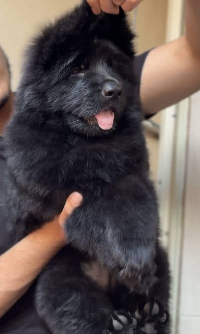 Imported black German shepherd pink pedigree puppies