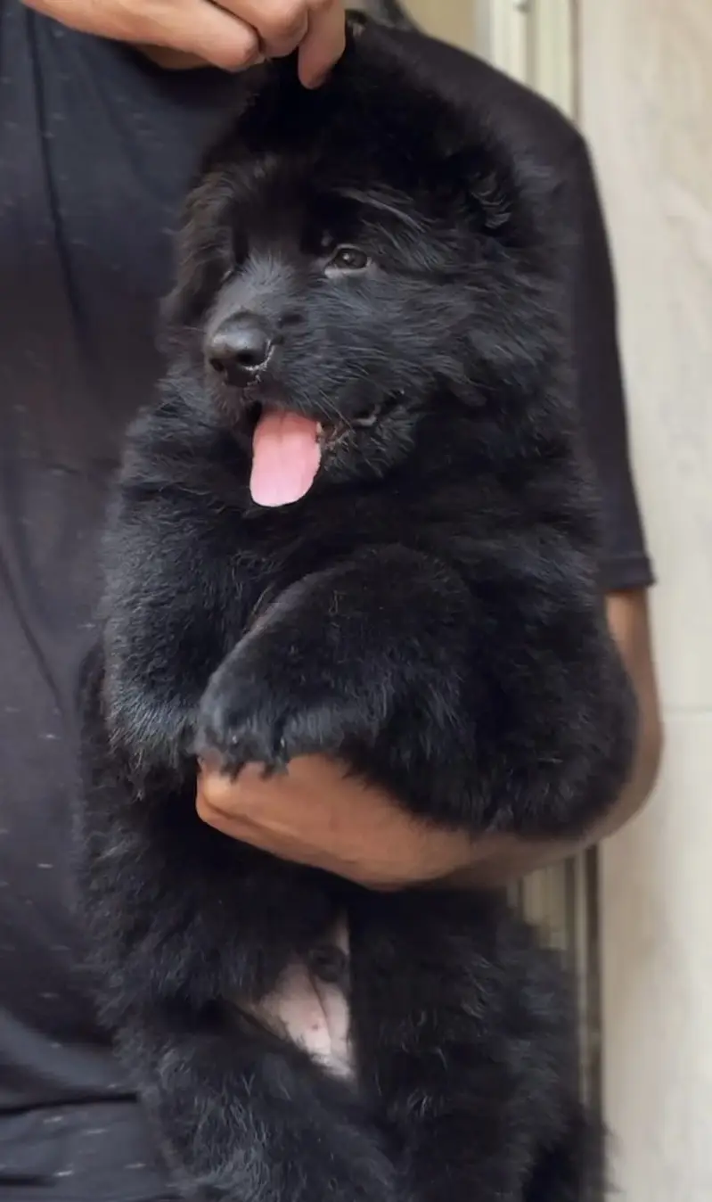 Imported black German shepherd pink pedigree puppies — photo 2