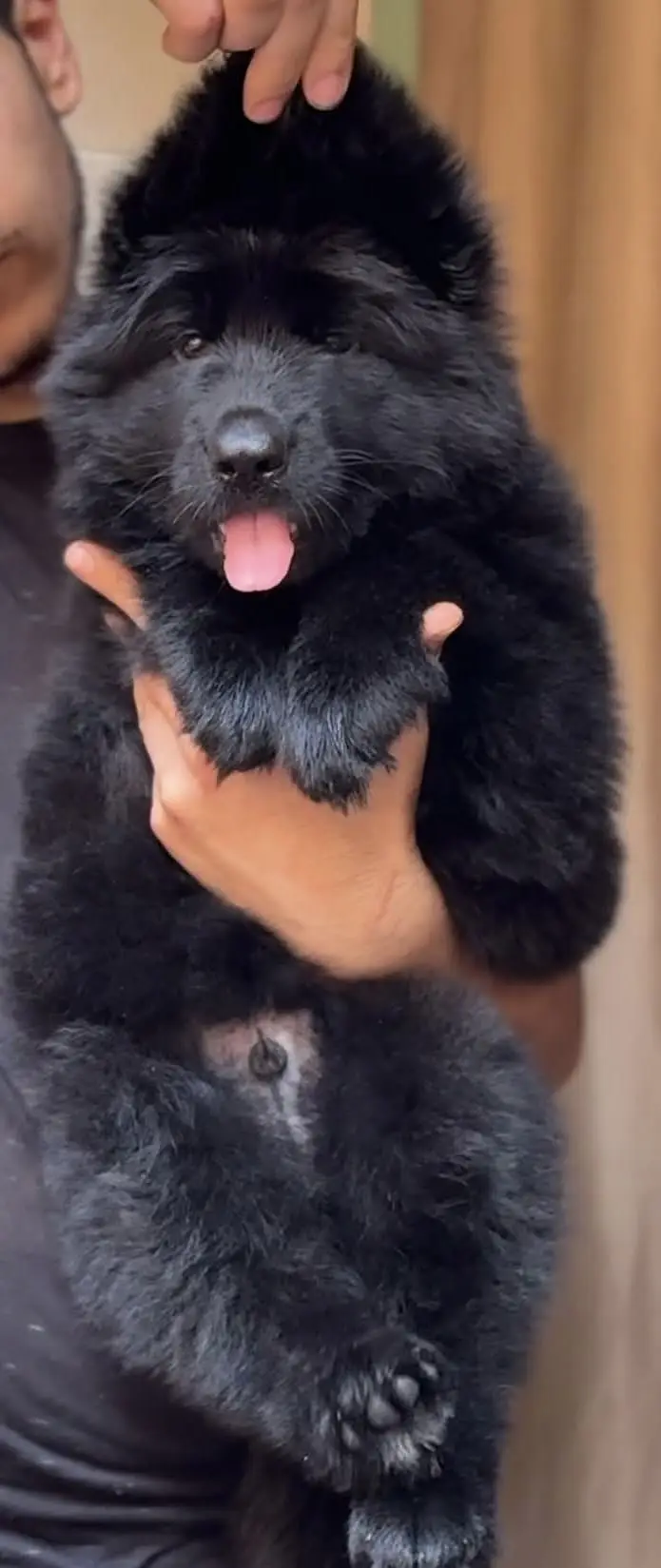 Imported black German shepherd pink pedigree puppies — photo 3