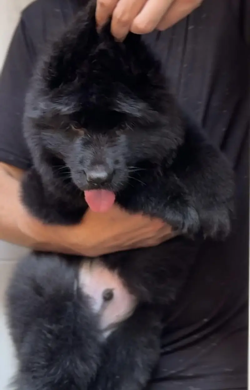 Imported black German shepherd pink pedigree puppies — photo 4