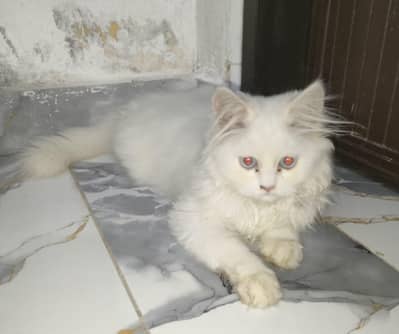 female kittens for sale