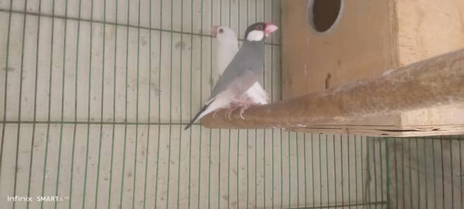 java pair