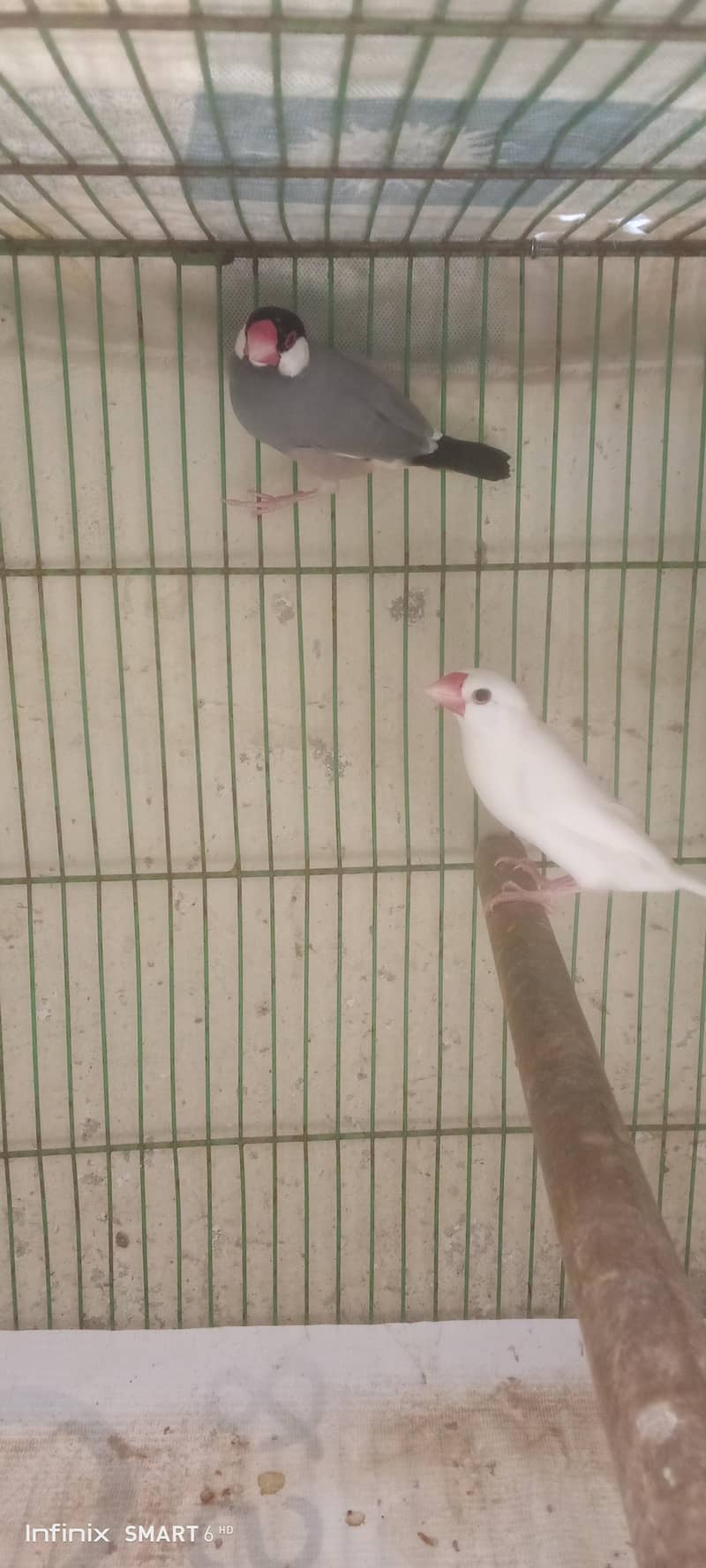java pair 1