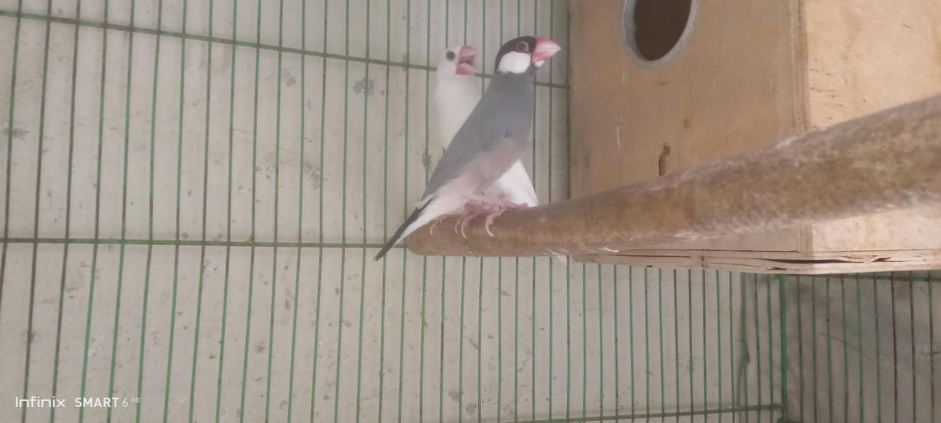 java pair 2