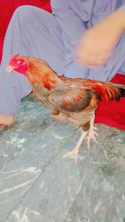 mian wali aseel