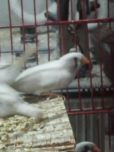 white chick zebra finches