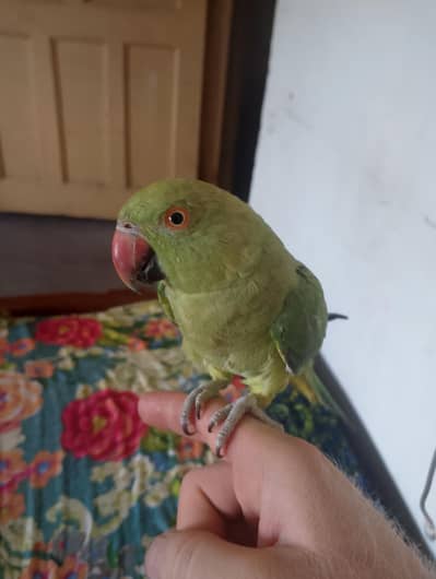 parrot hai hand taim hai methu methu kehta hai siti bi Marta hai