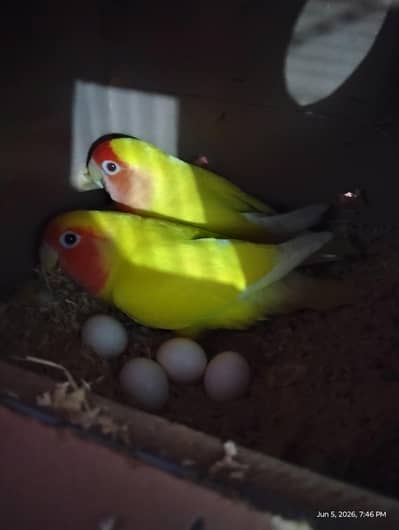Lotino breeder pair with cage and box