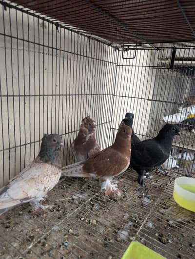 breeder pair for sale Fsd samundari road
