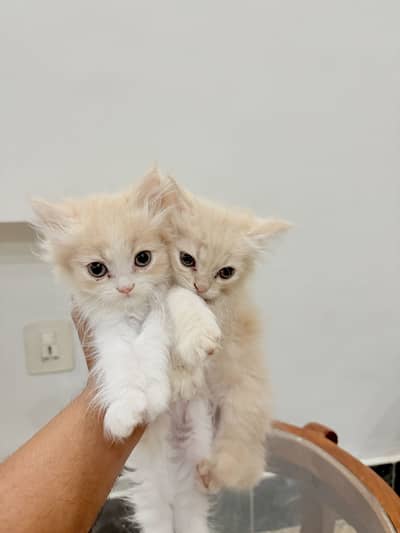 2 Pairs Of Persian  Cats