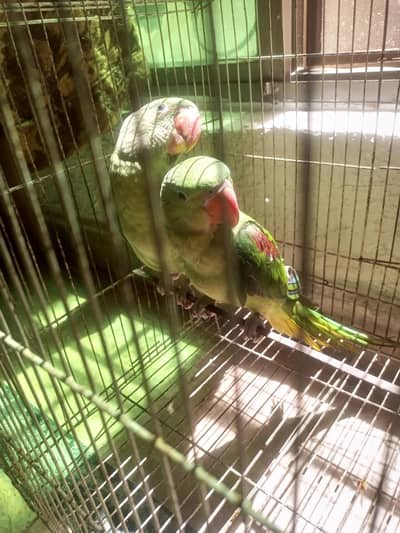 Alexander parrots pair