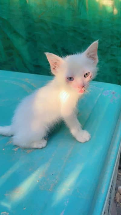 Female Cat