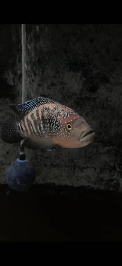 Jack dempsey cichlid
