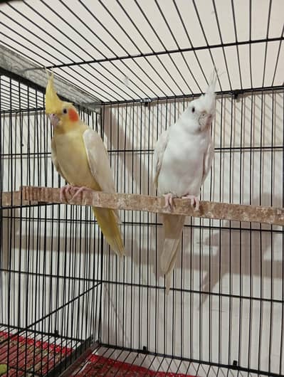 Red eyes cocktail breeder pair