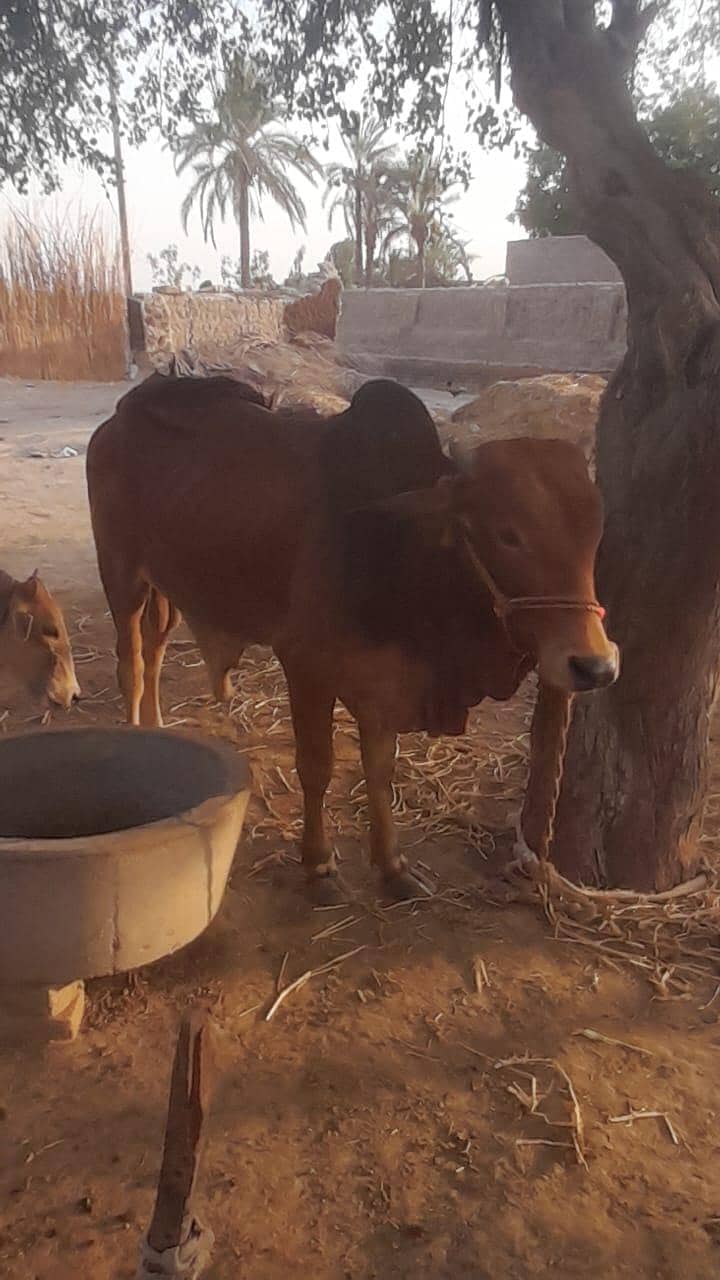 صحت مند دیسی بچھڑا برائے فروخت | اندازاً وزن 2 سے 2.5 0