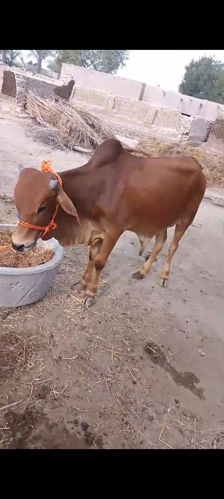 صحت مند دیسی بچھڑا برائے فروخت | اندازاً وزن 2 سے 2.5 1