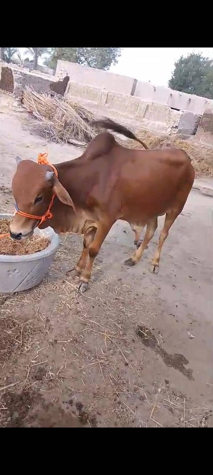 صحت مند دیسی بچھڑا برائے فروخت | اندازاً وزن 2 سے 2.5 2