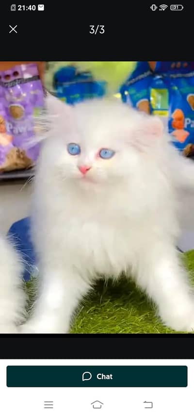 Persian cat for sale male or female my WhatsApp number 3214390746