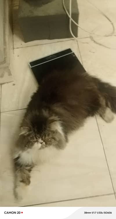 Peki Male Available For Meeting