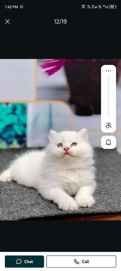 Persian cat for sale my WhatsApp number  03703659905