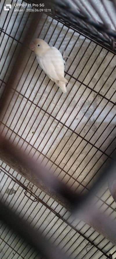 breeder pair