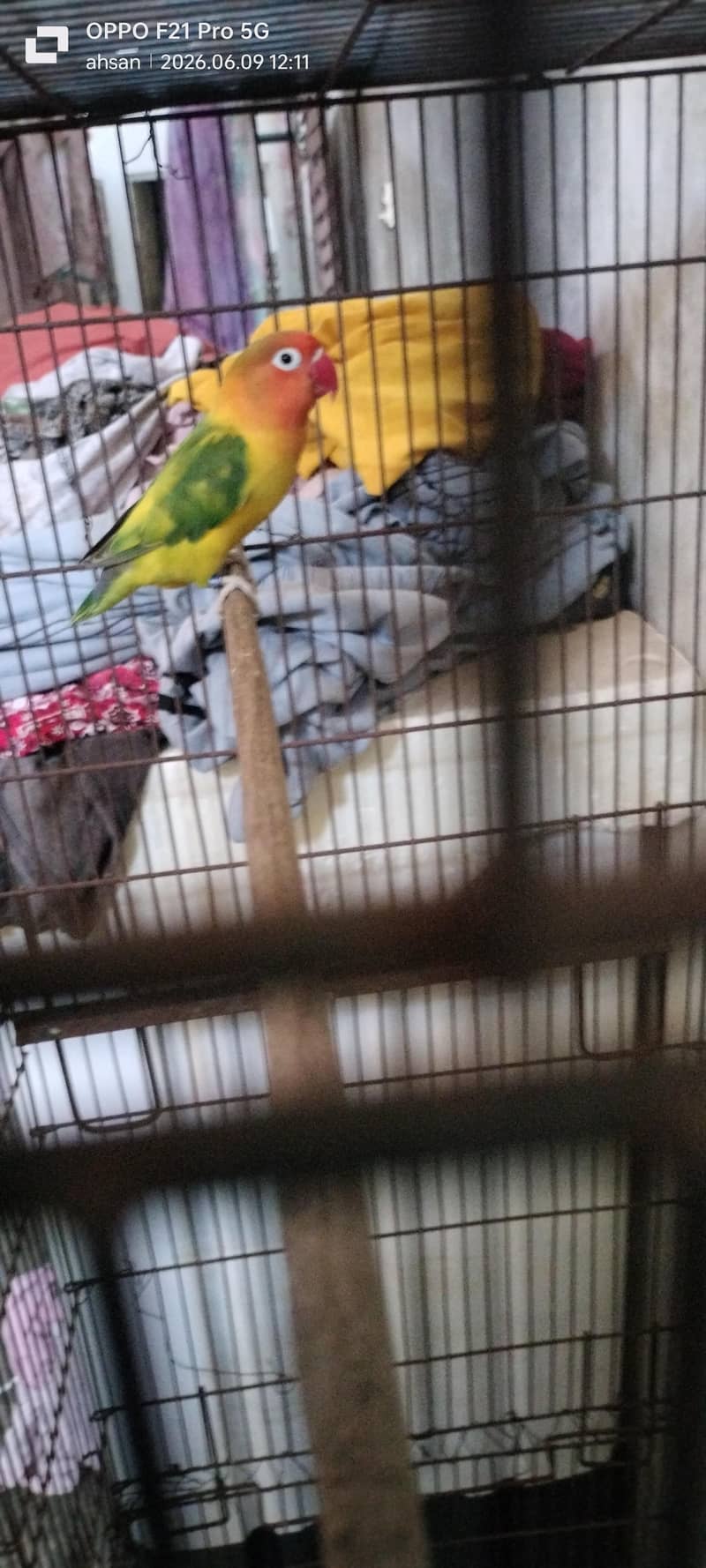 breeder pair 1