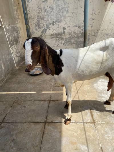 bakri forsale