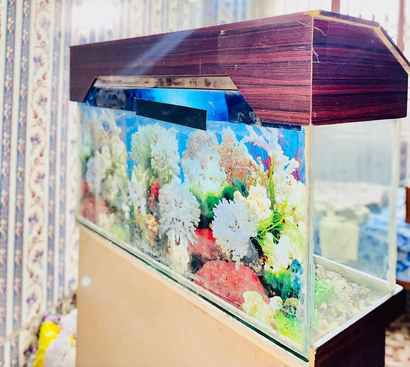 fish stand 3