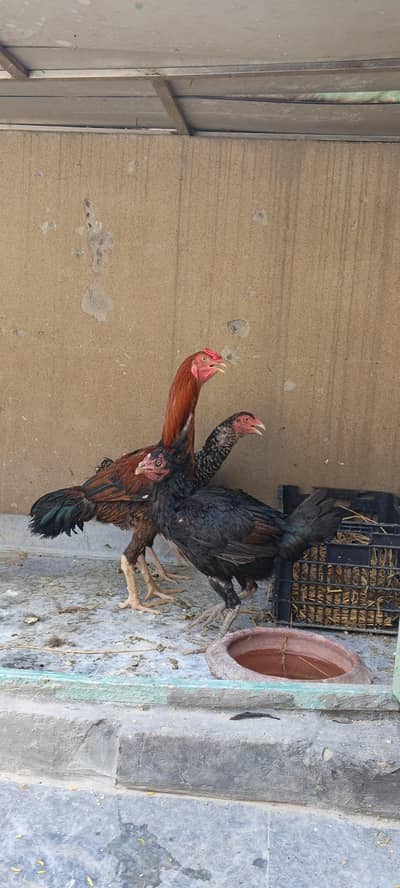 Aseel Main wali pair + Aseel mushka Laying Eggs