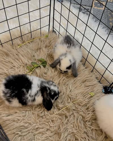 Holland Lop Punched face bunnies