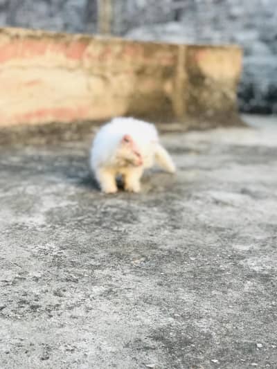 kittens for sale