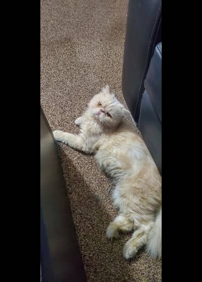 Persian kittens male and female