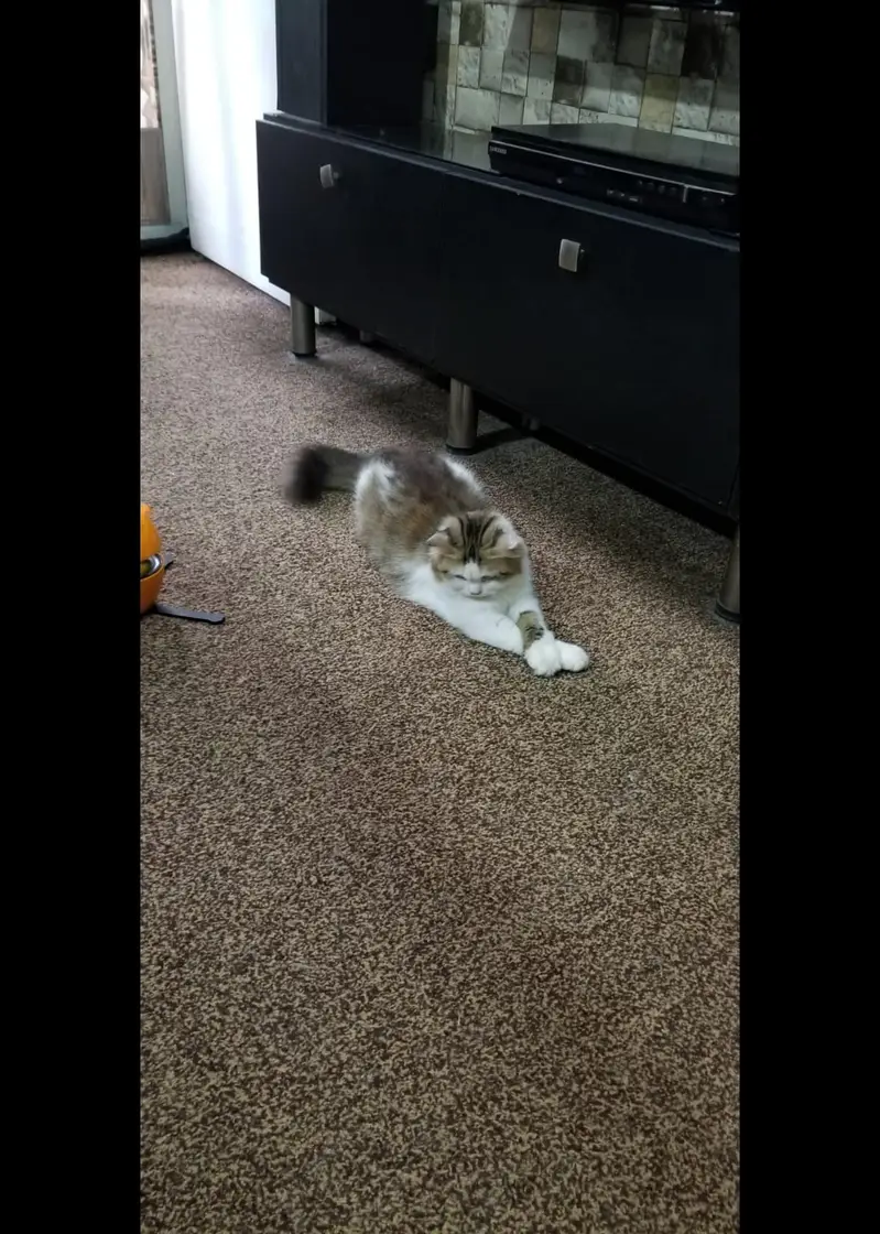 Persian peki adults cats and kittens — photo 3