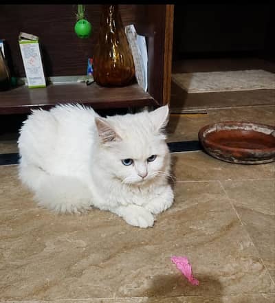 White Persian Cat Long soft hairs for Sale