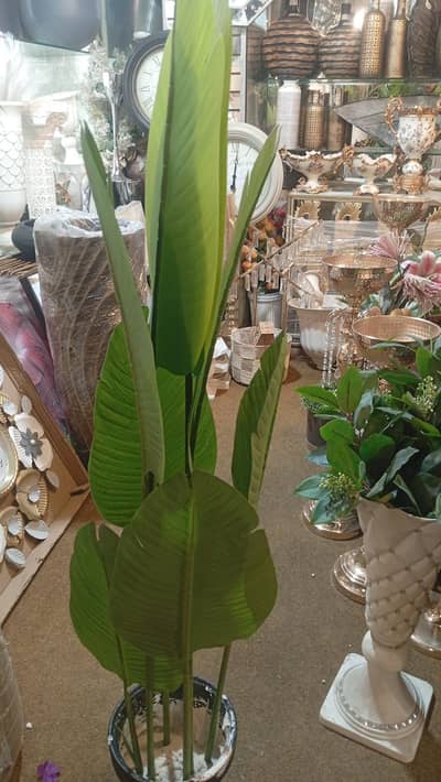 banana plant in natural look sizes available