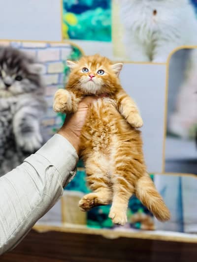 cash on delivery Persian Cats & Kittens Available — Healthy & Playful