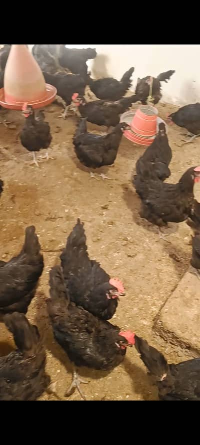 Lohman Black For Sale