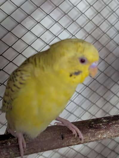 budgies