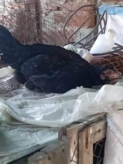 Black female thai and chicks