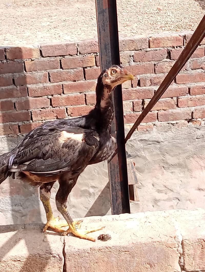 patha pathi 2