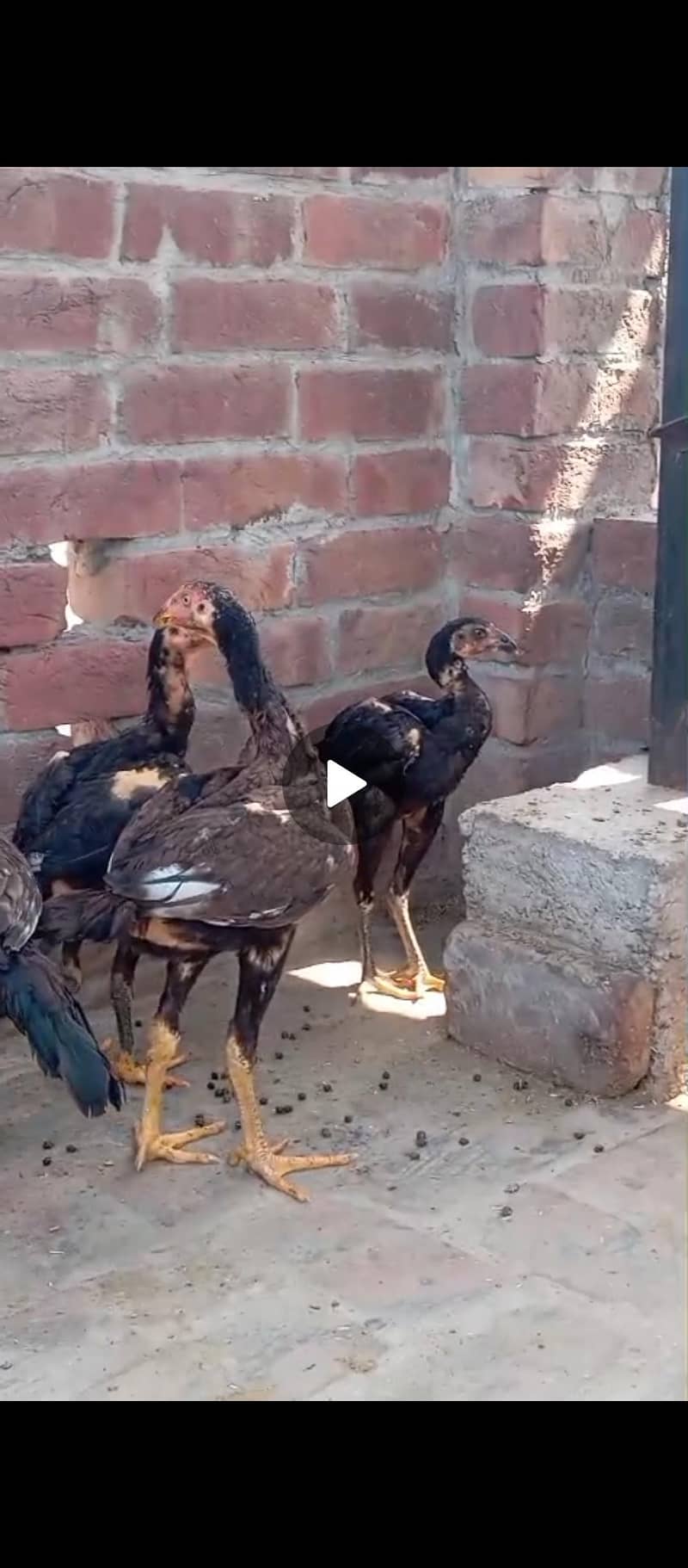 patha pathi 6