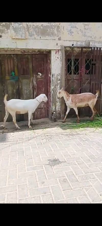 Tedy bakri