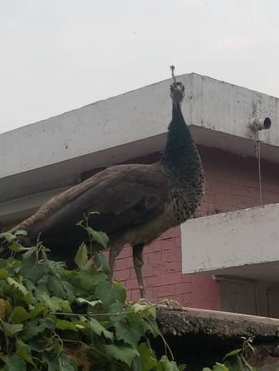 Peahen / Morni for Sale