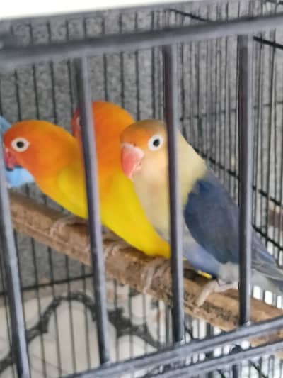 love birds breeder pair