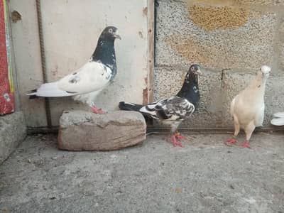 Breeder kabotar urgent sale