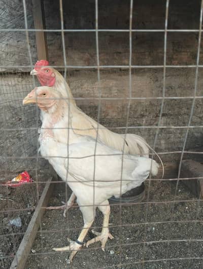 Aseel murgiya and murgy for sale eggs lying hens