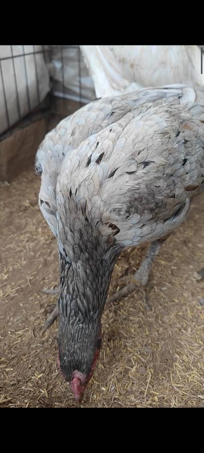 Aseel Murgi Madi For sale Hen Pure Pakistani Breed Hen